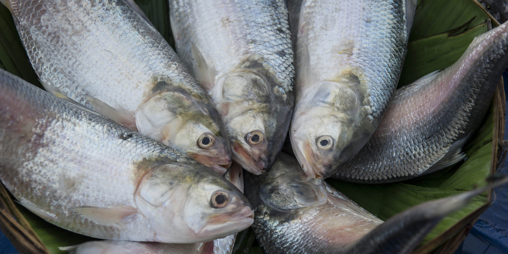 Several whole silver fish piled on green leaves, close-up overhead view