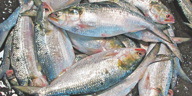 A close-up pile of fresh silvery hilsa fish with reddish fins and glistening scales, silver and blue-green tones, appetizing and fresh